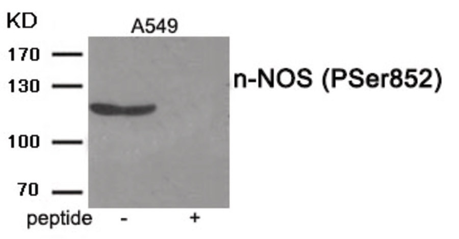 NOS1 Antibody