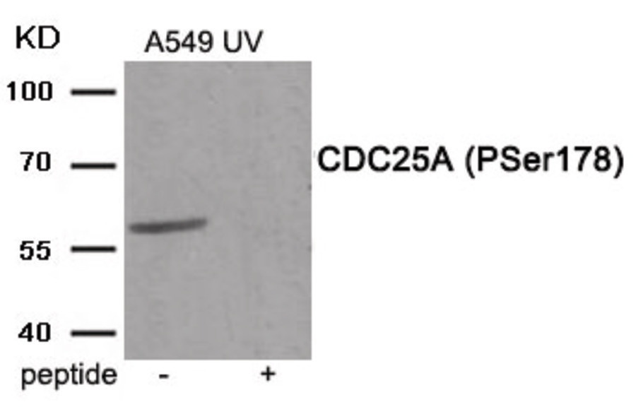 CDC25A Antibody