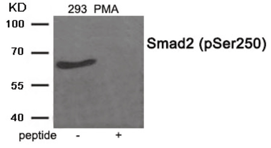 SMAD2 Antibody