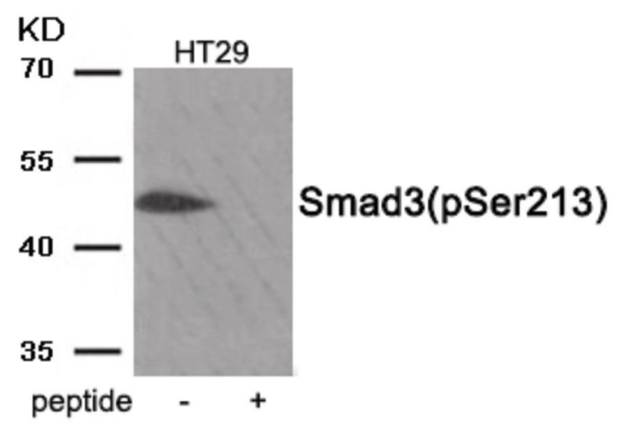 SMAD3 Antibody