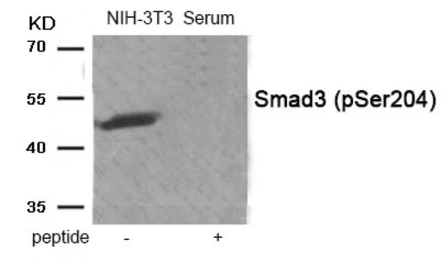SMAD3 Antibody