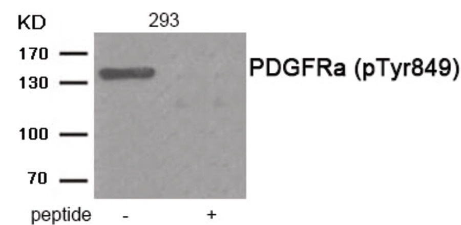 PDGFRA Antibody