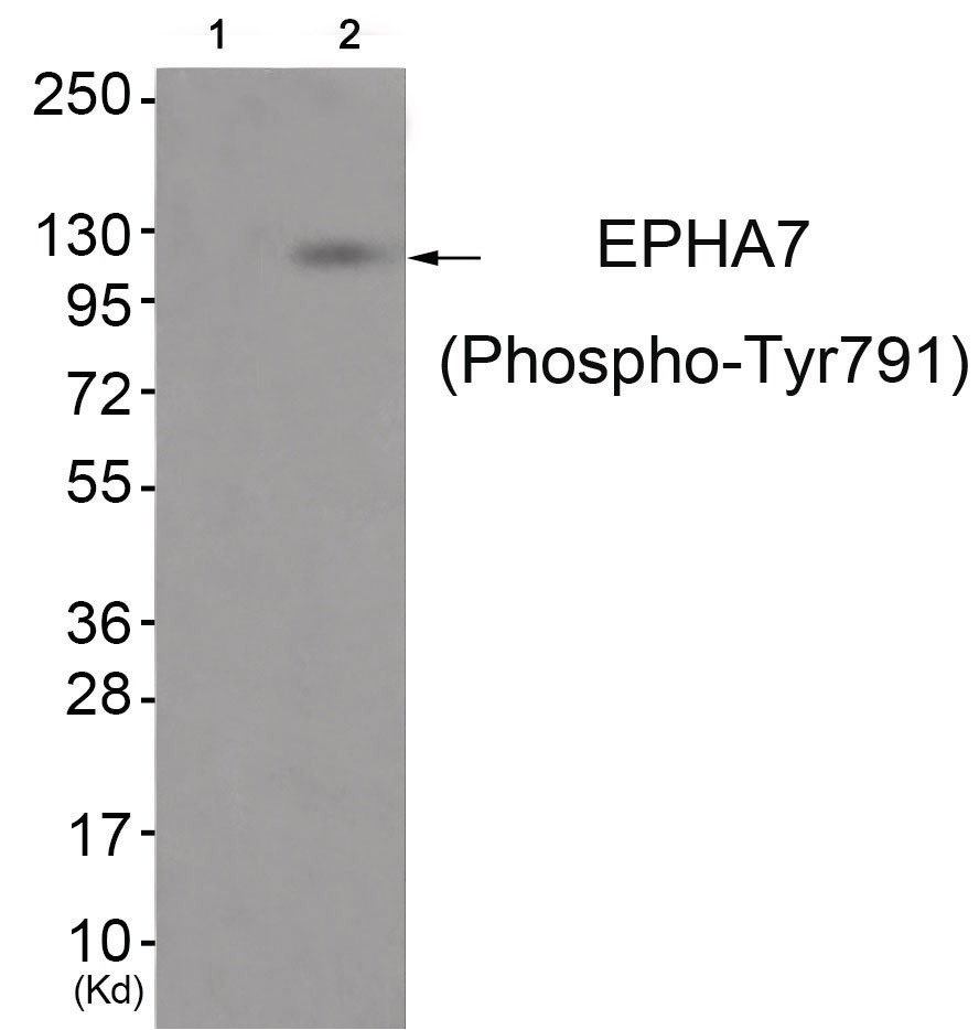 EPHA7 Antibody