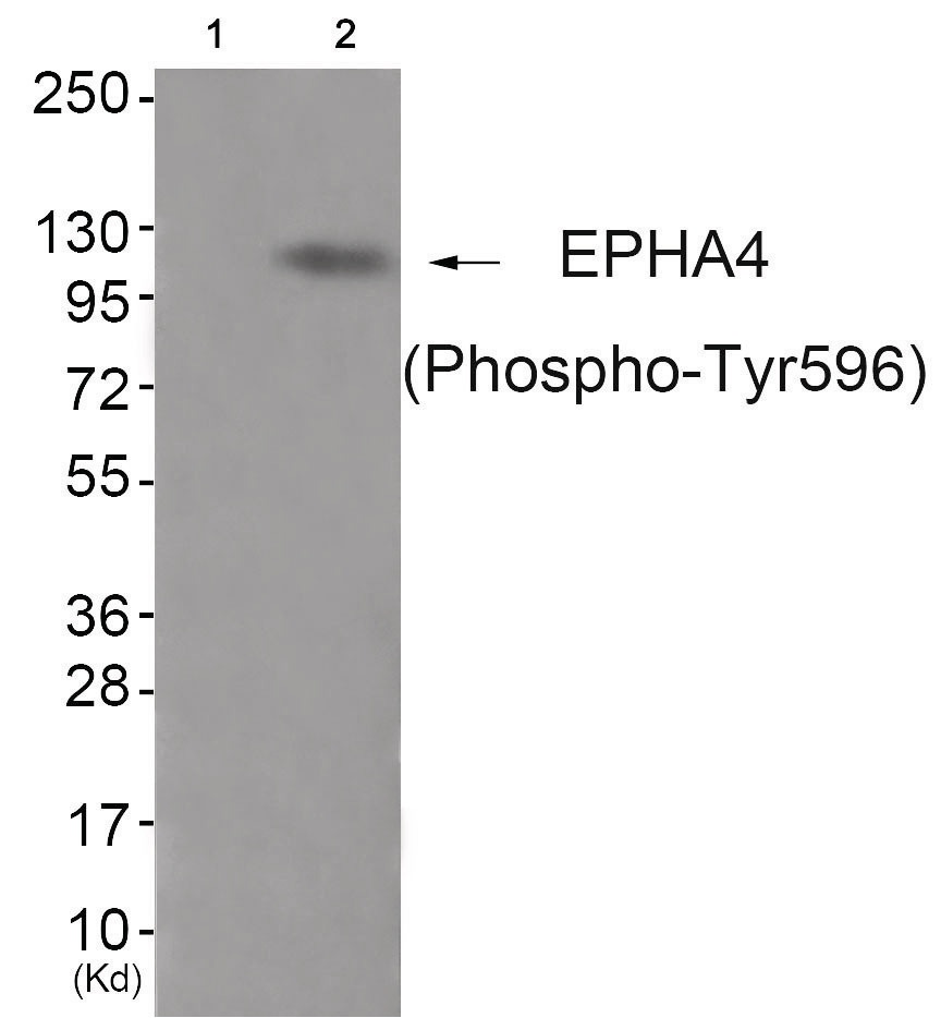 EPHA4 Antibody