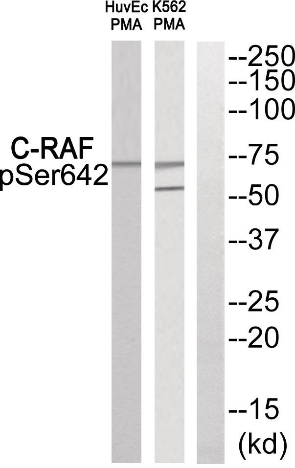 RAF1 Antibody
