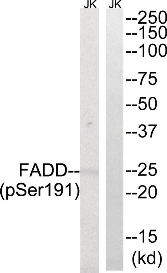 FADD Antibody