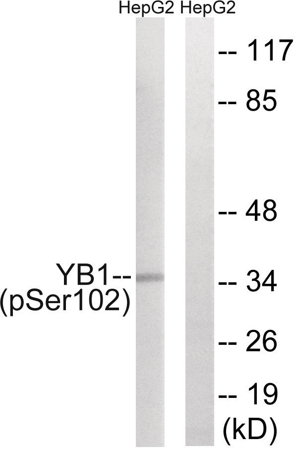 YBX1 Antibody