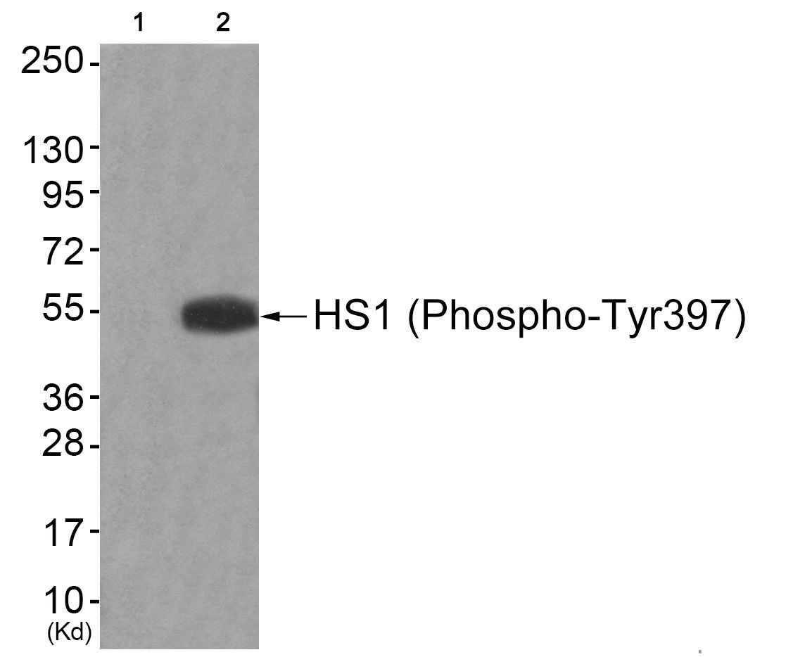 HCLS1 Antibody