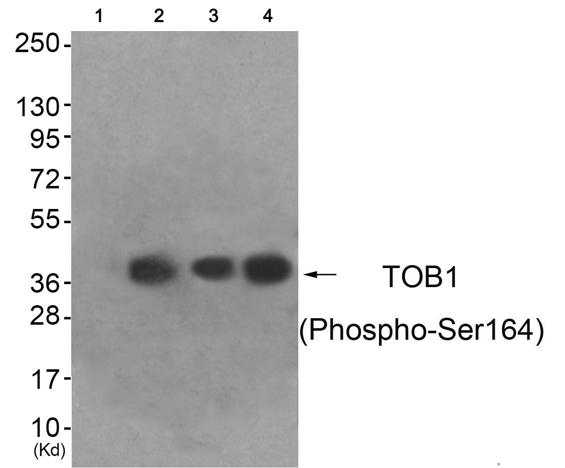 TOB1 Antibody