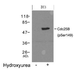 Cdc25b Antibody