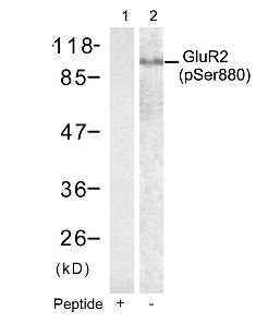GRIA2 Antibody