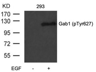 GAB1 Antibody