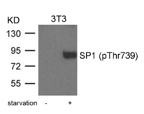 SP1 Antibody
