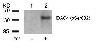 HDAC4 Antibody