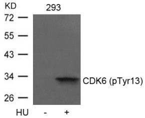 CDK6 Antibody
