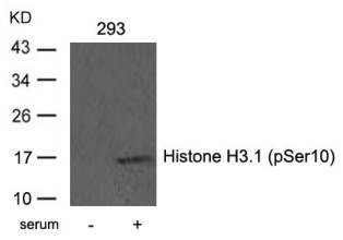 HIST1H3D Antibody