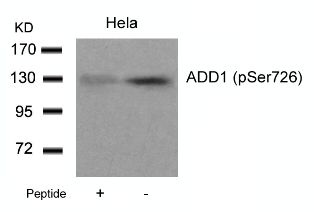 ADD1 Antibody