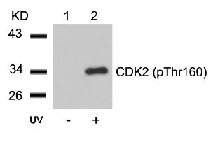 CDK2 Antibody