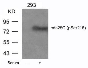 CDC25C Antibody