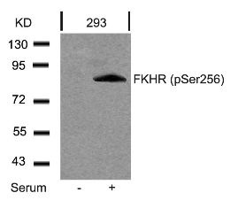 FKHR (phospho Ser256) Antibody