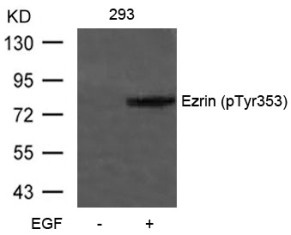 EZR Antibody