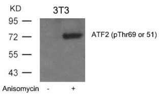 ATF2 Antibody