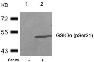 GSK3A Antibody
