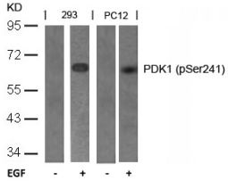 PDPK1 Antibody