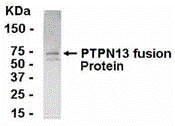 PTPN13 Antibody