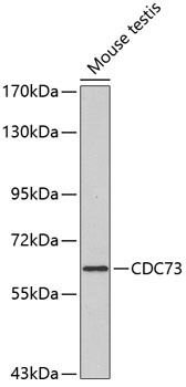 CDC73 Antibody