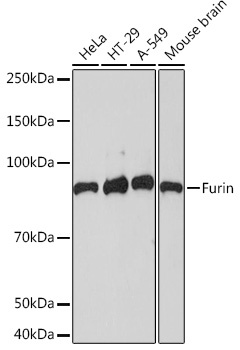 FURIN Antibody