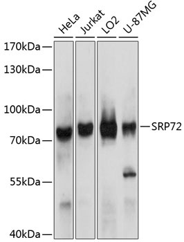 SRP72 Antibody
