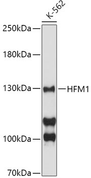 HFM1 Antibody