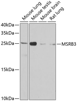 MSRB3 Antibody