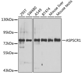 ASPSCR1 Antibody