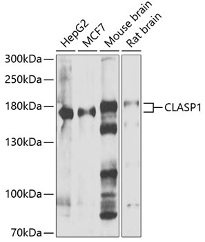 CLASP1 Antibody