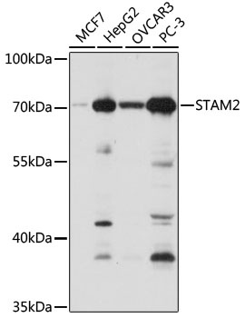 STAM2 Antibody