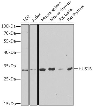 HUS1B Antibody