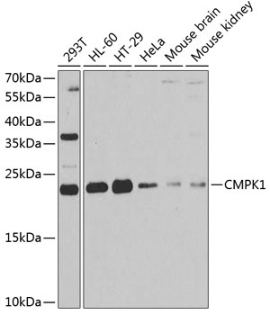 CMPK1 Antibody