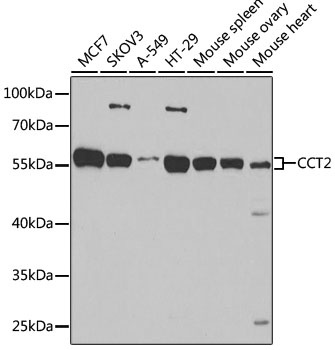 CCT2 Antibody