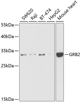 GRB2 Antibody