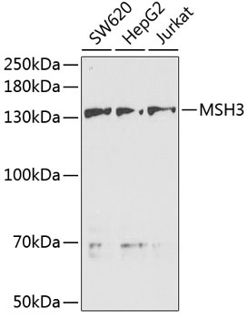 MSH3 Antibody