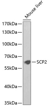 SCP2 Antibody