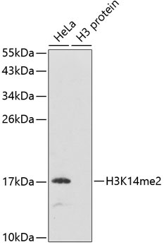 H3K14me2 Antibody