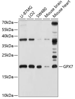 GPX7 Antibody