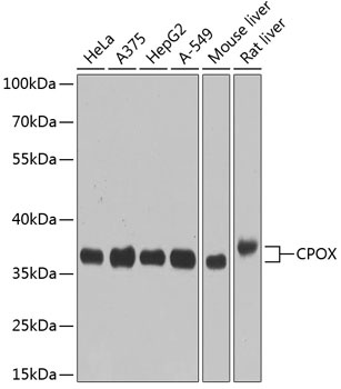 CPOX Antibody