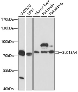 SLC13A4 Antibody