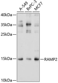 RAMP2 Antibody