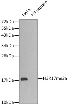 H3R17me2a Antibody