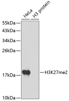 H3K27me2 Antibody